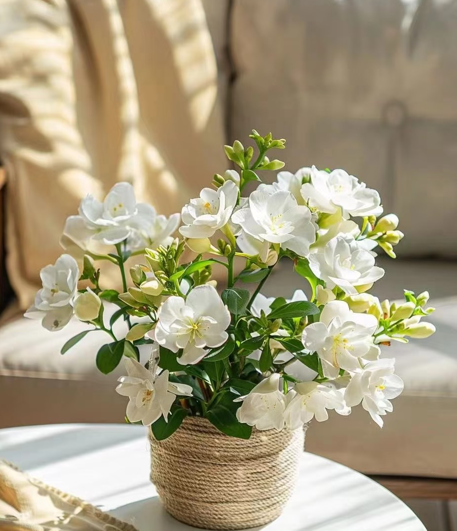 🔥LAST DAY Promotion 50% OFF 🌸Beautiful Jasmine Plant(Can be planted in winter)