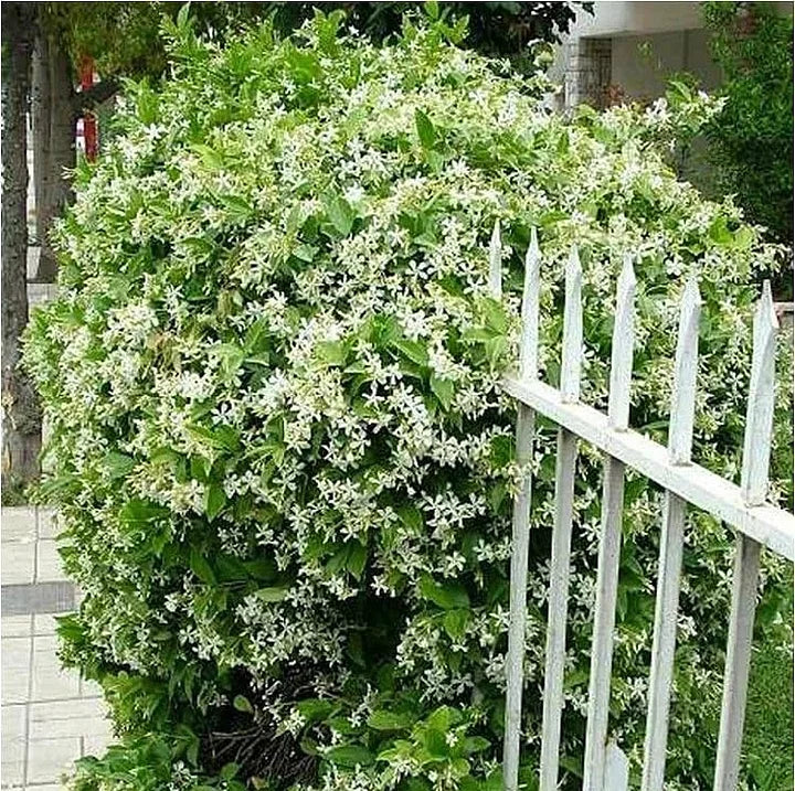 🔥LAST DAY Promotion 50% OFF 🌸Beautiful Jasmine Plant(Can be planted in winter)