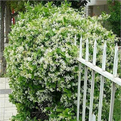 🔥LAST DAY Promotion 50% OFF 🌸Beautiful Jasmine Plant(Can be planted in winter)