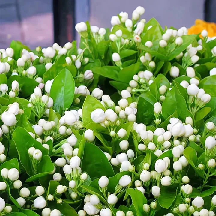 🔥LAST DAY Promotion 50% OFF 🌸Beautiful Jasmine Plant(Can be planted in winter)