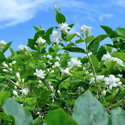 🔥LAST DAY Promotion 50% OFF 🌸Beautiful Jasmine Plant(Can be planted in winter)