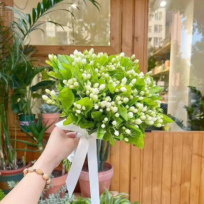 🔥LAST DAY Promotion 50% OFF 🌸Beautiful Jasmine Plant(Can be planted in winter)