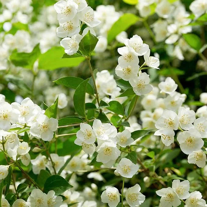 🔥LAST DAY Promotion 50% OFF 🌸Beautiful Jasmine Plant(Can be planted in winter)