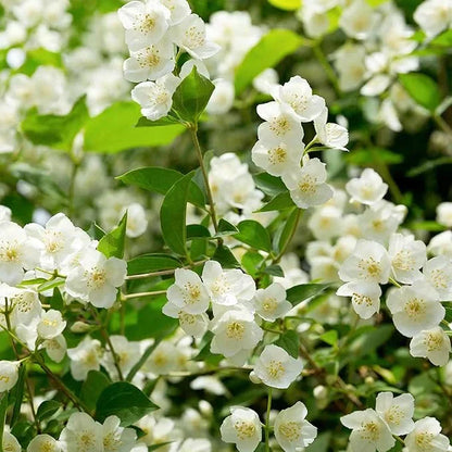 🔥LAST DAY Promotion 50% OFF 🌸Beautiful Jasmine Plant(Can be planted in winter)