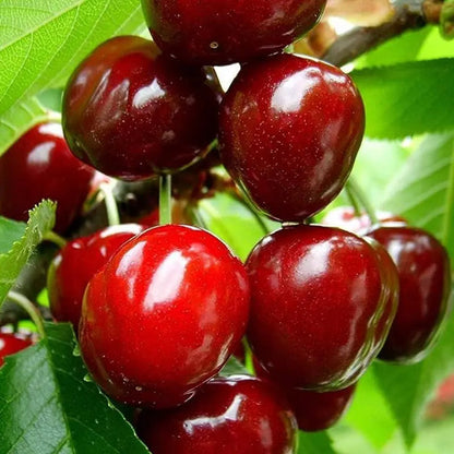 Taste the Sweetness: Grow Your Own Abundant Cherry Orchard! 🍒✨-EV