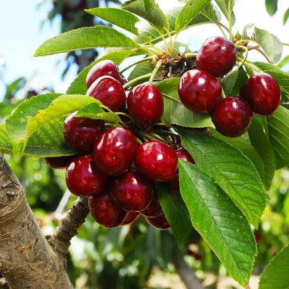Taste the Sweetness: Grow Your Own Abundant Cherry Orchard! 🍒✨-EV